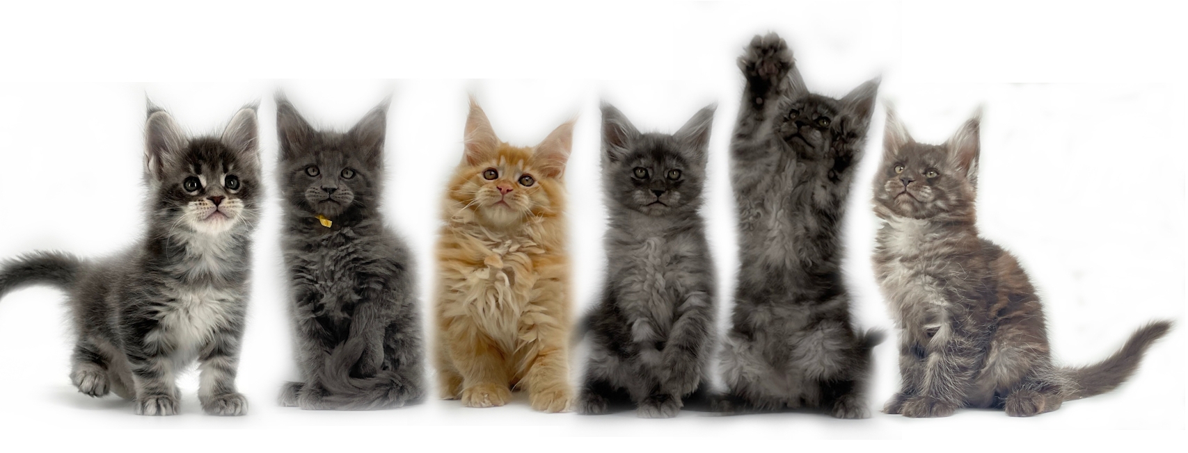 Maine Coon kittens for sale
